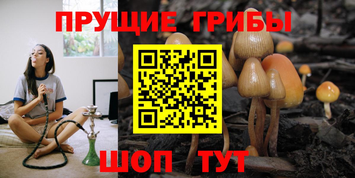 Псилоцибиновые грибы Psilocybe Саранск